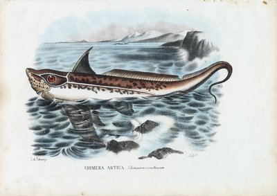 Pez conejo, 1863-79 de Raimundo Petraroja